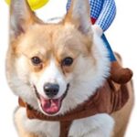 NACOCO Cowboy Rider Dog Costume for Dogs Clothes Knight Style with Doll and Hat for Halloween Day Pet Costume (M)