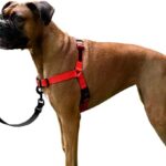 ShawnCo Dream Walk No-Pull Dog Harness- Adjustable, Comfortable, Easy to Use Pet Halter to Help Stop Pulling for Small, Medium and Large Dogs (Mustang Red, M)