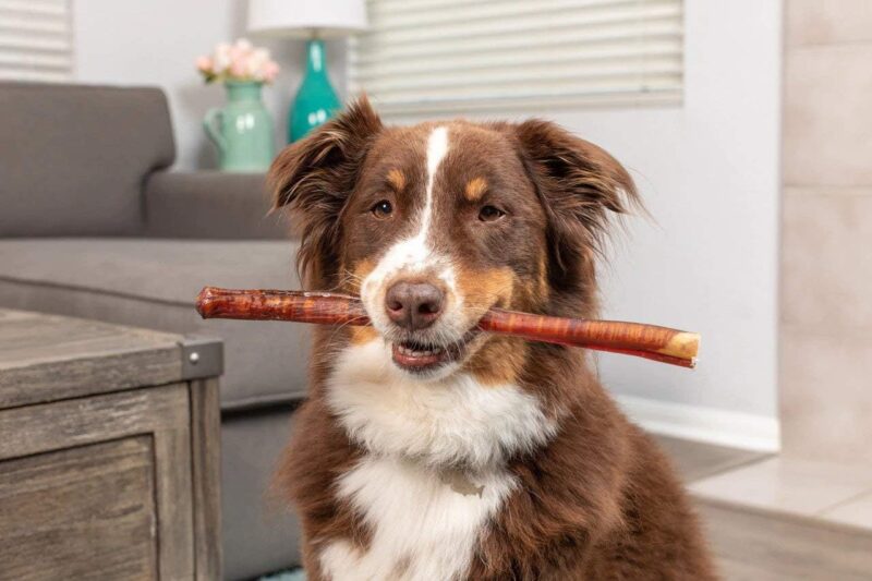 USA Texas Sized Bully Sticks | All Natural | Odor Free | High Protein | Premium Quality Dog Chews | 12" - 3 Pack - Image 9