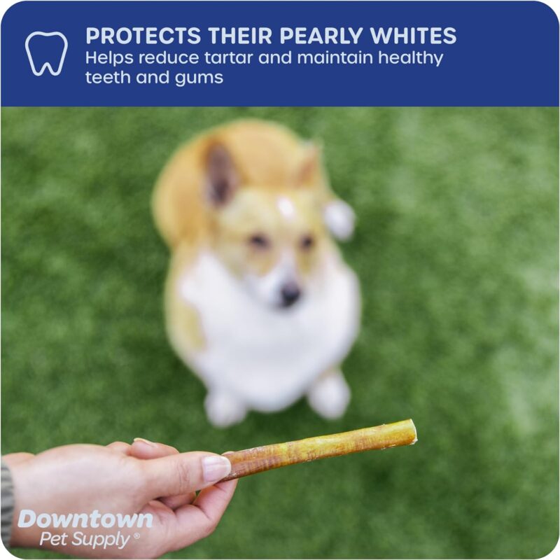 Downtown Pet Supply USA Sourced Thin Junior Bully Sticks (12" - 1/2 LB) - Bully Sticks for Small Dogs and Puppies- Single Ingredient Long Lasting Dog Dental Treats - Alternative to Chew Bones - Image 6