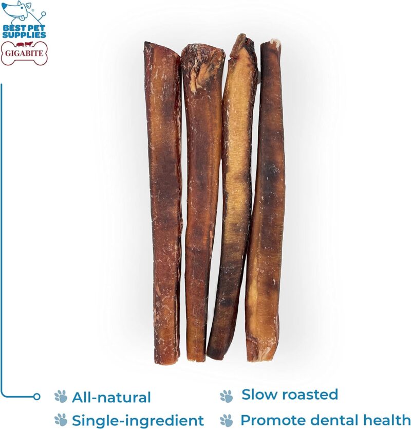 Best Pet Supplies GigaBite 12 Inch Monstrous Bully Sticks (4 Pack) - All Natural, Free Range Beef Pizzle Dog Treat - Image 2