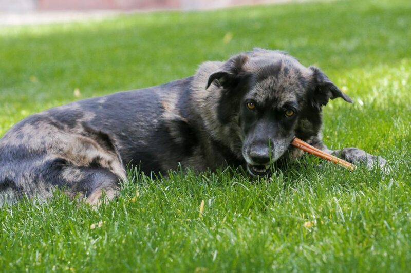 Top Dog Chews - Thick 12 Inch Bully Sticks, 100% Natural Beef, Free Range, Grass Fed, High Protein, Supports Dental Health & Easily Digestible, Dog Treat, 10 Pack (12" Odor Free, Beef) - Image 4