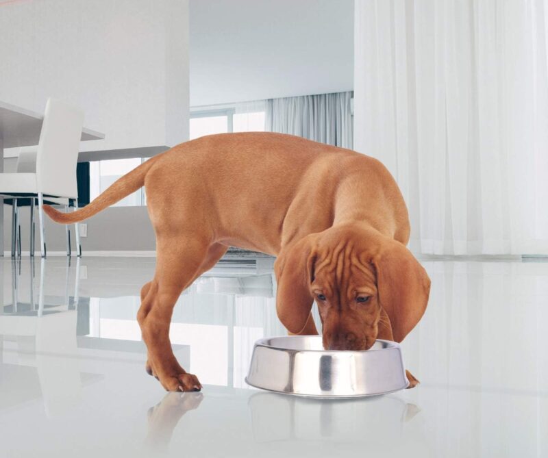 ICONIC PET 16 oz/ 2 Cup Stainless Steel Non Skid Pet Food/Water Bowl - Noise Free Ant Resistant Dog/Cat Feeding Bowl with Unique Design & Rubber Base Makes It an Elegant Ant Proof Dish - Image 4