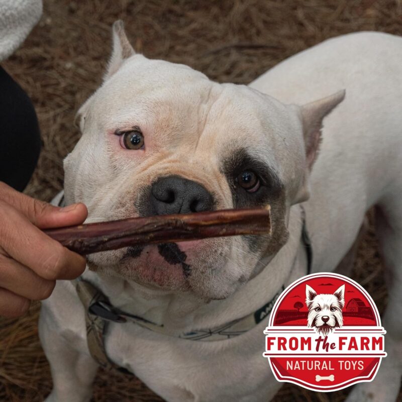 from The Farm Bully Stick 8 inch - Dog Bully Sticks - Odor Free Bully Sticks - Nature Gnaws Natural Dog Chews - Odor Free Bully Sticks for Dogs - Bully Sticks for Medium Dogs - Image 6