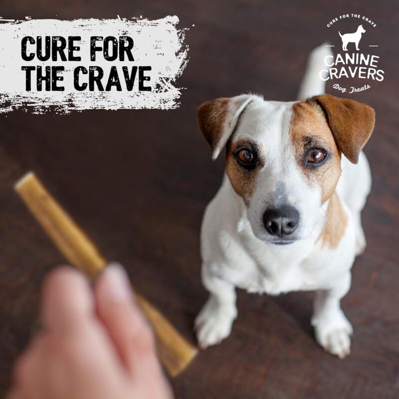 Canine Cravers Maplewood Smoked Bully Sticks 12” Inch - 100% Natural Free Range Grass Fed Beef - Made in Canada Odor-Reduced Long Lasting, Rawhide Free Dog Chews High Protein Low Fat Dental Care - Image 7