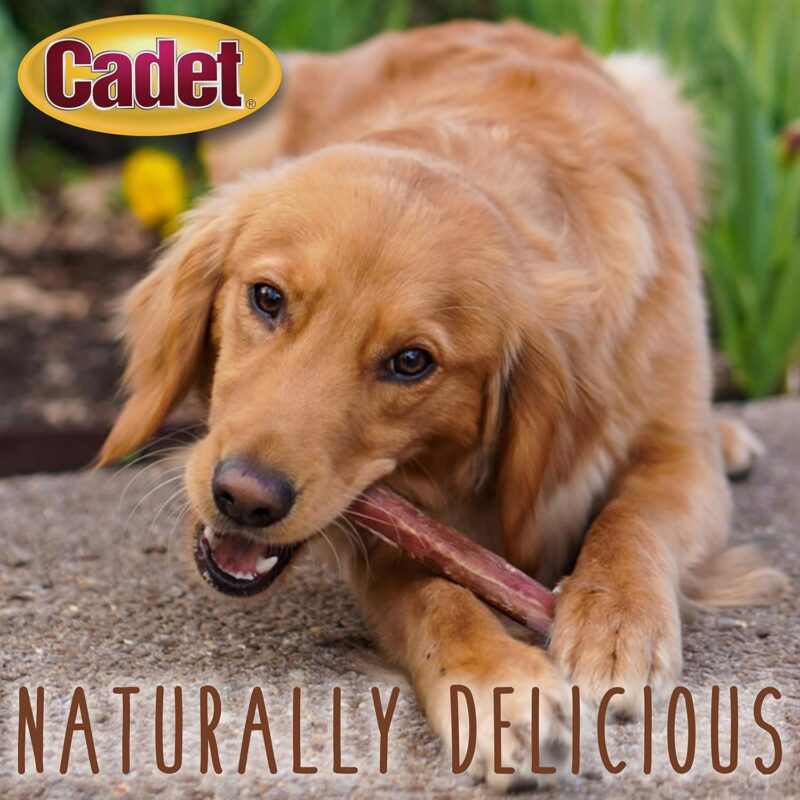 Cadet Large Bully Sticks for Dogs - All-Natural, Long-Lasting Grain-Free Dog Chews - Bully Sticks for Small, Medium, and Large Dogs - Dog Treats for Aggressive Chewers, Large (1 Count) - Image 2