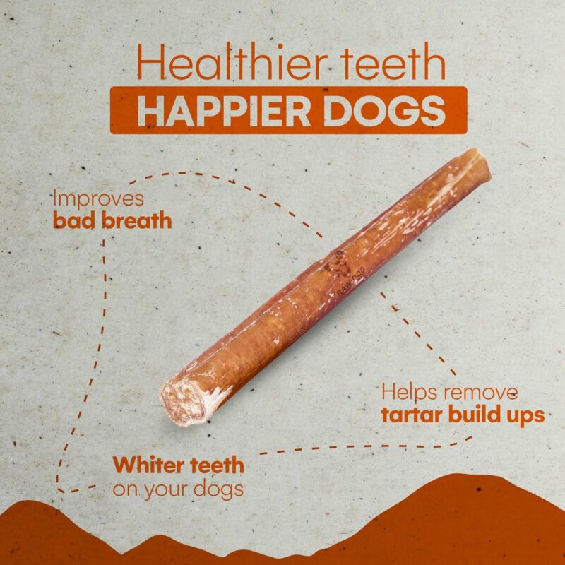 Raw Dog Bully Sticks All-Natural Dog Treats,12IN Regular Size, 1pk - Premium Odor Free Dog Chews, 100% Beef, Grass Fed, Non-GMO - Image 4