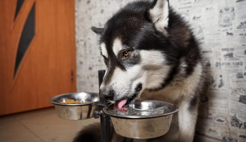 11 Cups Stainless Steel Dog Bowls, 10" Diameter, 3" Height, Double Pack, Dishwasher Safe - Image 6