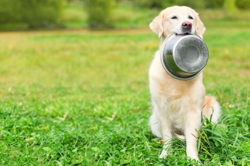 11 Cups Stainless Steel Dog Bowls, 10" Diameter, 3" Height, Double Pack, Dishwasher Safe - Image 5