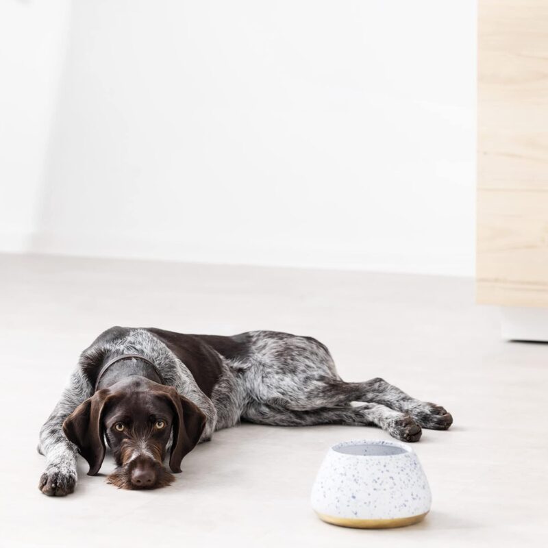 Navaris Ceramic Dog Bowl - Water & Food Bowl for Dogs with Long Ears Cocker Spaniel Beagle Bassett Hound - No Spill Pet Bowl - White w/Blue Speckles - Image 6