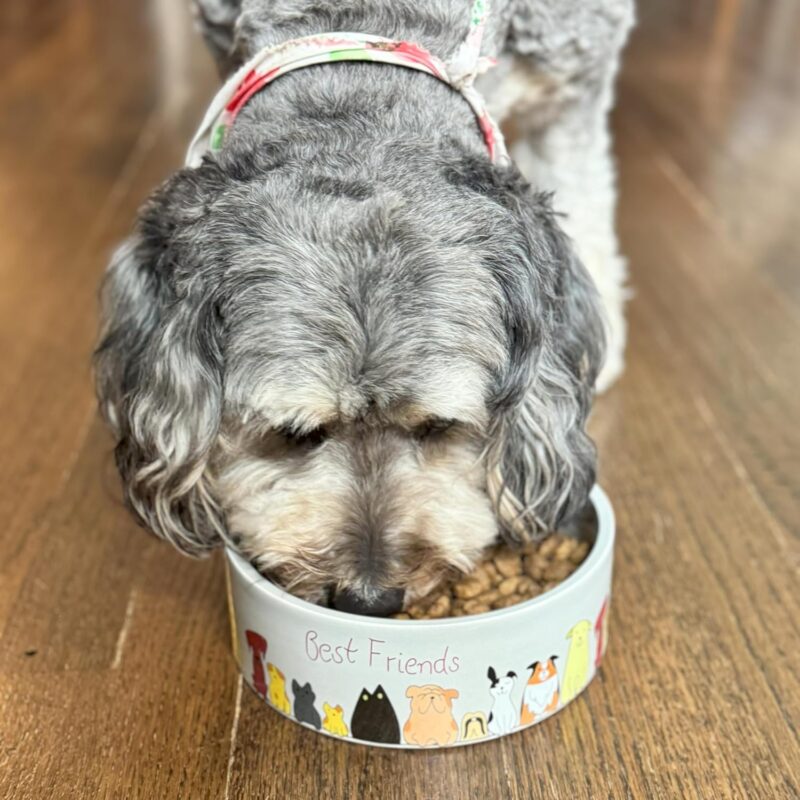 SPOT Best Friends Pet Food Dish - Food or Water Ceramic Bowl for Pets, Ideal for Small & Medium Dogs, Dishwasher Safe, 1.75 Cups (14oz) Capacity - 5in, Light Grey - Image 4