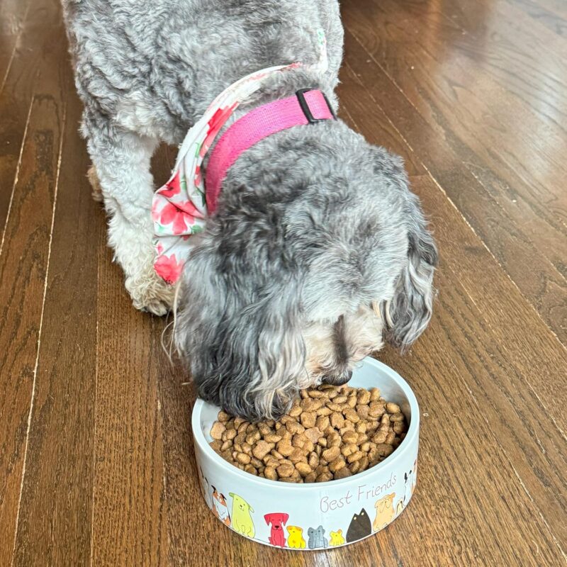 SPOT Best Friends Pet Food Dish - Food or Water Ceramic Bowl for Pets, Ideal for Small & Medium Dogs, Dishwasher Safe, 1.75 Cups (14oz) Capacity - 5in, Light Grey - Image 5