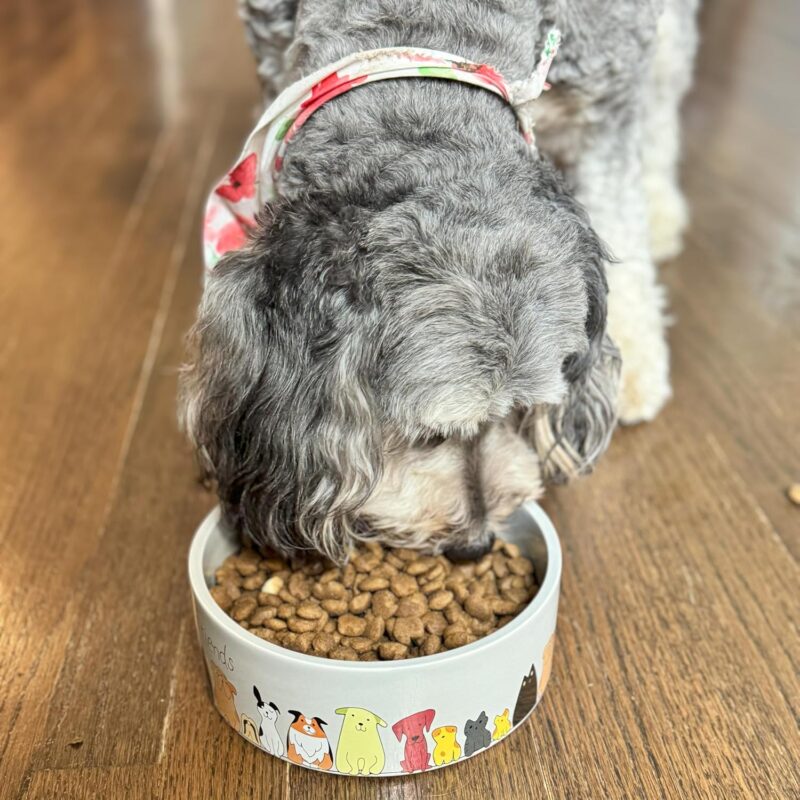 SPOT Best Friends Pet Food Dish - Food or Water Ceramic Bowl for Pets, Ideal for Small & Medium Dogs, Dishwasher Safe, 1.75 Cups (14oz) Capacity - 5in, Light Grey - Image 6