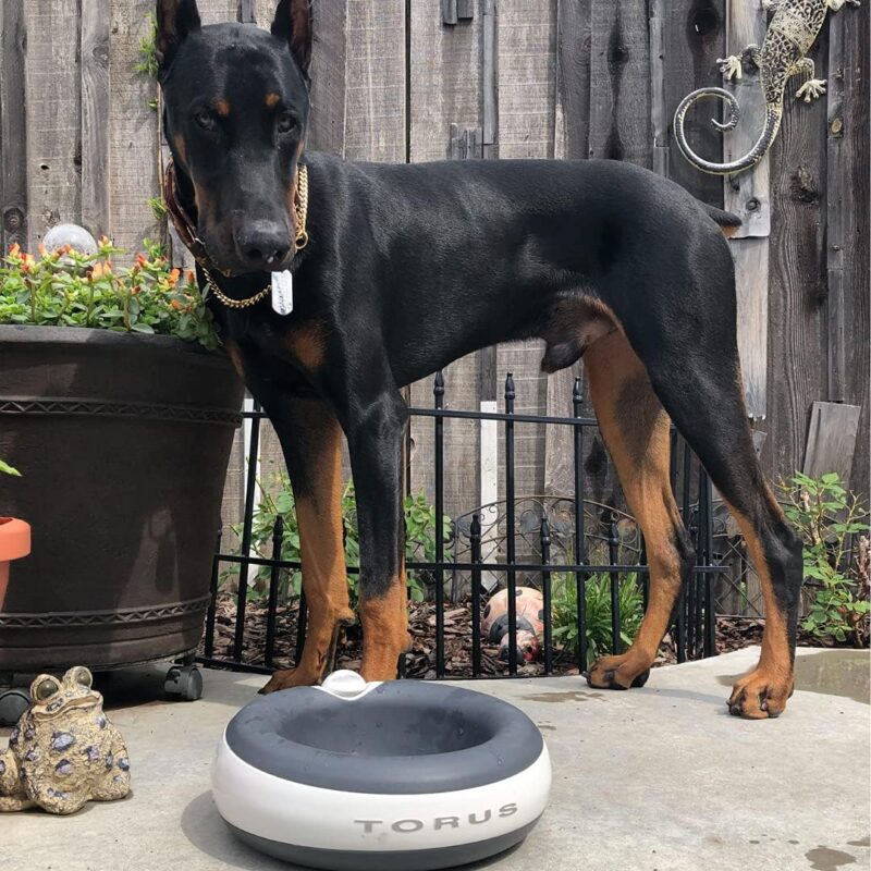 MAXI Filtered Water Bowl (Charcoal) - 2-Liter - Travel - Home - Auto-Fill - Portable Dispenser – Food Grade – Cleantech - BPA-Free - Dog – Cat – No Spill - No Splash - Image 5