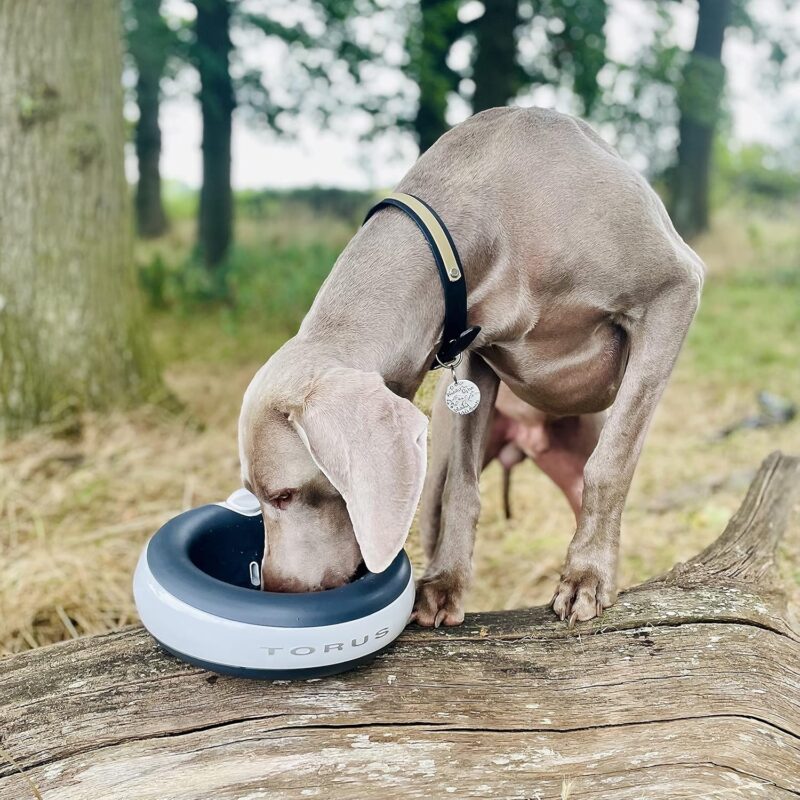 MAXI Filtered Water Bowl (Charcoal) - 2-Liter - Travel - Home - Auto-Fill - Portable Dispenser – Food Grade – Cleantech - BPA-Free - Dog – Cat – No Spill - No Splash - Image 7